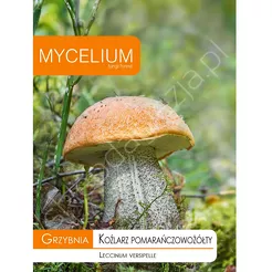 Grzybnia - Koźlarz pomarańczowo-żółty