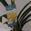Cliwia Miniata 13/40 