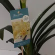 Cliwia Miniata 13/40 