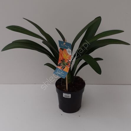 Cliwia Miniata 13/40 