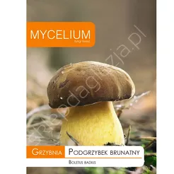 Grzybnia - Podgrzybek brunatny 10g