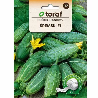 Ogórek Śremski Taśma 7m T 