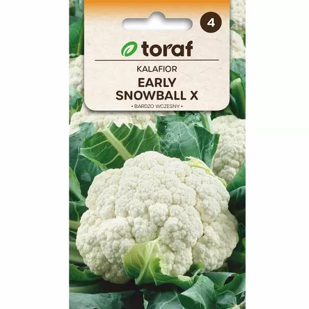 Kalafior Early Snowball X 1g T wczesny