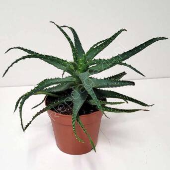 Aloes 12/15