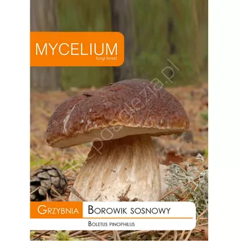 Grzybnia - Borowik sosnowy