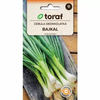Cebula Siedmiolatka Bajkał 3g T 