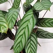Calathea Compactstar 14/65
