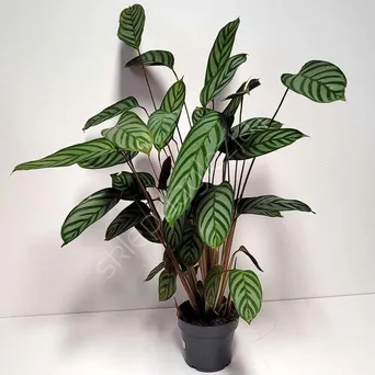 Calathea 12 JMP