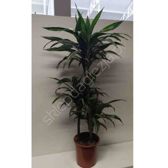 Dracena 21/110 