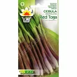 Cebula Siedmiolatka Red Toga 1g T
