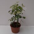 Schefflera 21/50 