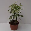 Schefflera 21/50 