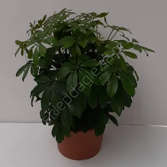 Schefflera 21/50 