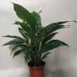 Spathiphyllum 17/65 