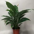 Spathiphyllum 17/65 
