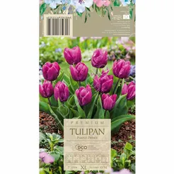Tulipan Purple Prince 12-14 7szt DCO
