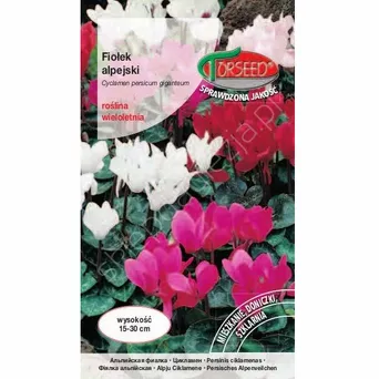 Fiołek alpejski-mieszane 10 szt. Cyclamen  To