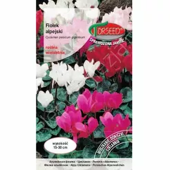 Fiołek alpejski-mieszane 10 szt. Cyclamen  To
