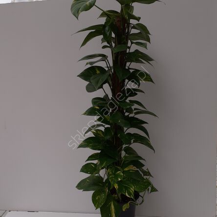 Scindapsus 21/100