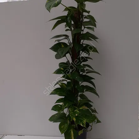 Scindapsus 21/100