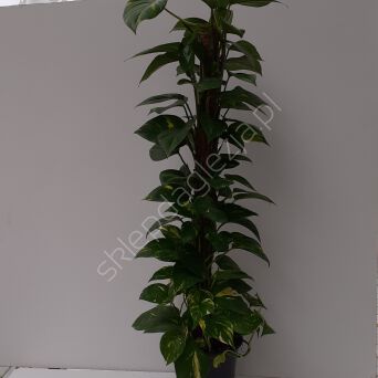 Scindapsus variegated 17/65