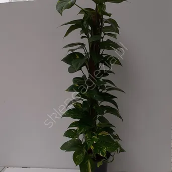 Scindapsus variegated 17/65