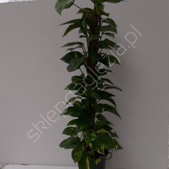 Scindapsus variegated 17/65