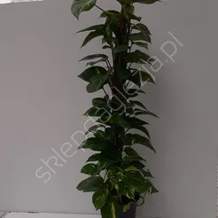 Scindapsus variegated 17/65