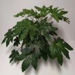 Fatsia 17/60 