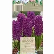 Hiacynt Woodstock 16-17 3szt DCO