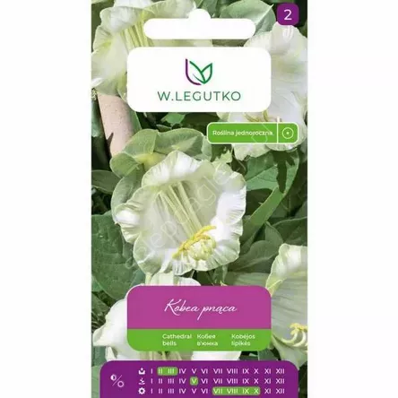 Kobea pnąca biała 6 nas. L
