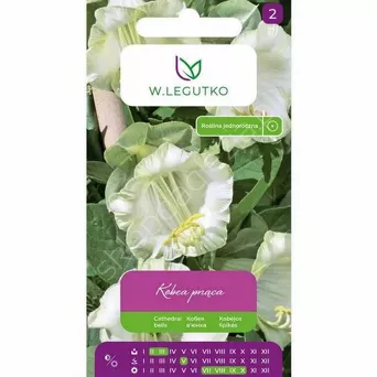 Kobea pnąca biała 6 nas. L