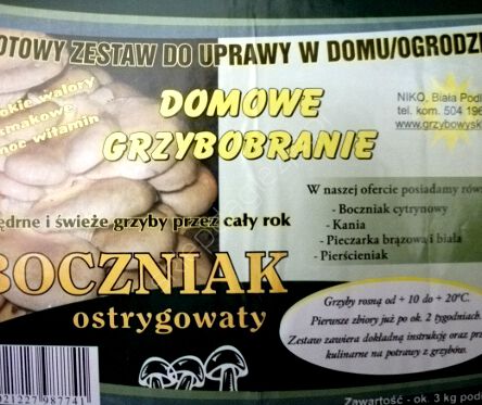 Grzybnia - Boczniak ostrygowaty karton