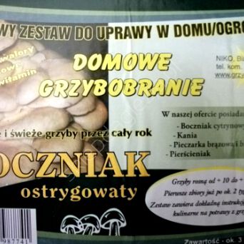 Grzybnia - Boczniak ostrygowaty karton