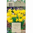 Narcyz Tete A Tete 10-12 10szt DCO