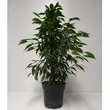 Ficus 17/80 