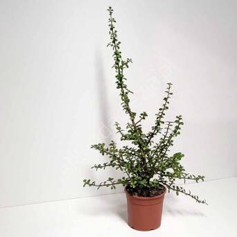 Crassula 17/30 