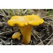 Grzybnia - Kurka - Pieprznik jadalny