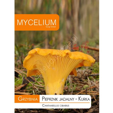 Grzybnia - Kurka - Pieprznik jadalny