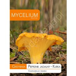 Grzybnia - Kurka - Pieprznik jadalny 10g