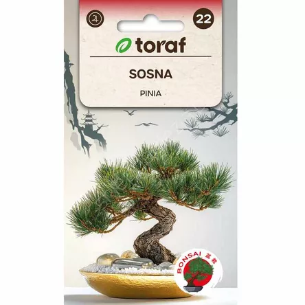 Sosna pinia 10 szt. T