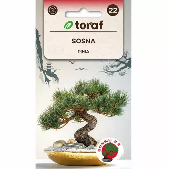 Sosna pinia 10 szt. T