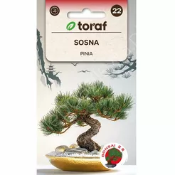 Sosna pinia 10 szt. T