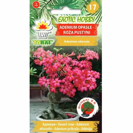 Róża pustyni 5szt. T