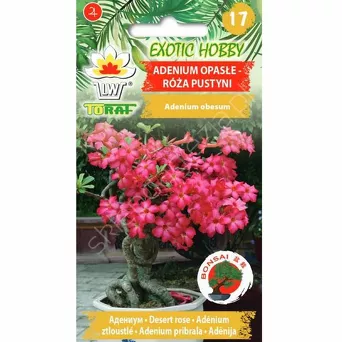 Róża pustyni 5szt. T 
