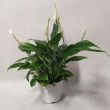 Spathiphyllum 13/60 