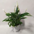 Spathiphyllum 13/60 