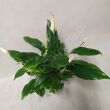 Spathiphyllum 13/60 
