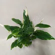 Spathiphyllum 13/60 