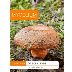 Grzybnia - Mleczaj rydz 10g
